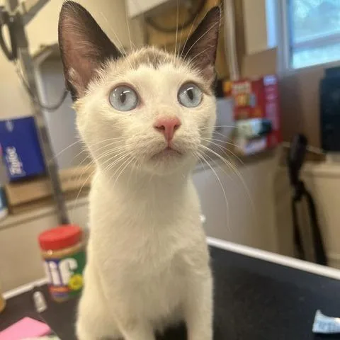 A baby medium-sized male Seal Point Domestic Short Hair cat named Crumpet for adoption in Lake Panasoffkee, FL
