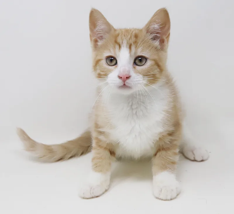 Sundance will make your thumbnail 6