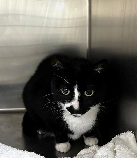 An adult small-sized female Domestic Short Hair cat named Winter for adoption in Upper Marlboro, MD