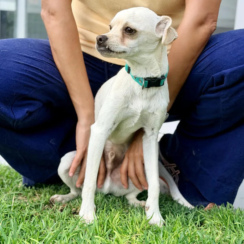 Oogie thumbnail 3