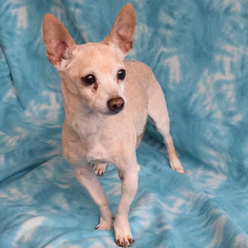 A senior small-sized male White / Cream Chihuahua dog named Presto for adoption in Eureka, CA