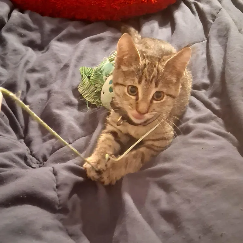 A baby medium-sized male Tabby cat named Friday for adoption in Carneys Point, NJ