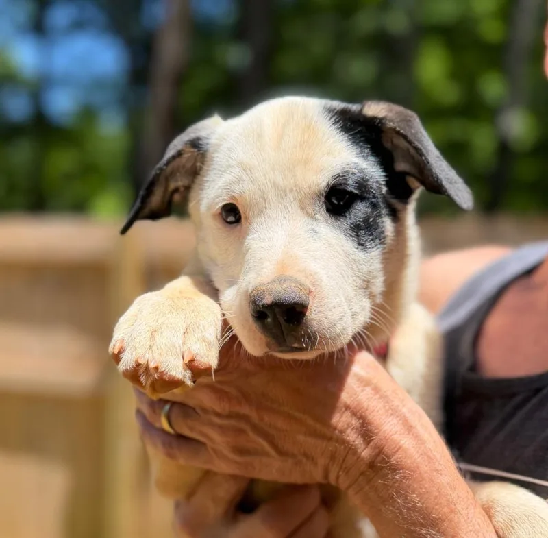 A baby medium-sized female Mixed Breed dog named Panda for adoption in Ellijay, GA
