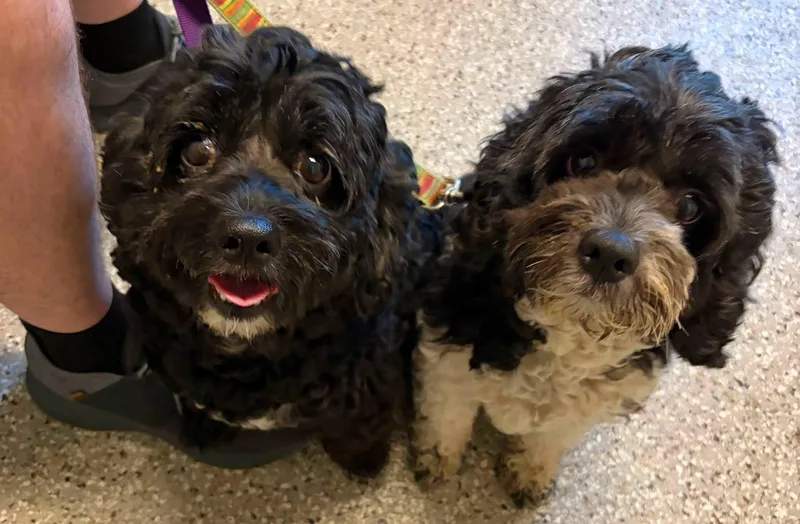 An adult small-sized female Black Cockapoo dog named Claudette and Audrey for adoption in Holland, MI