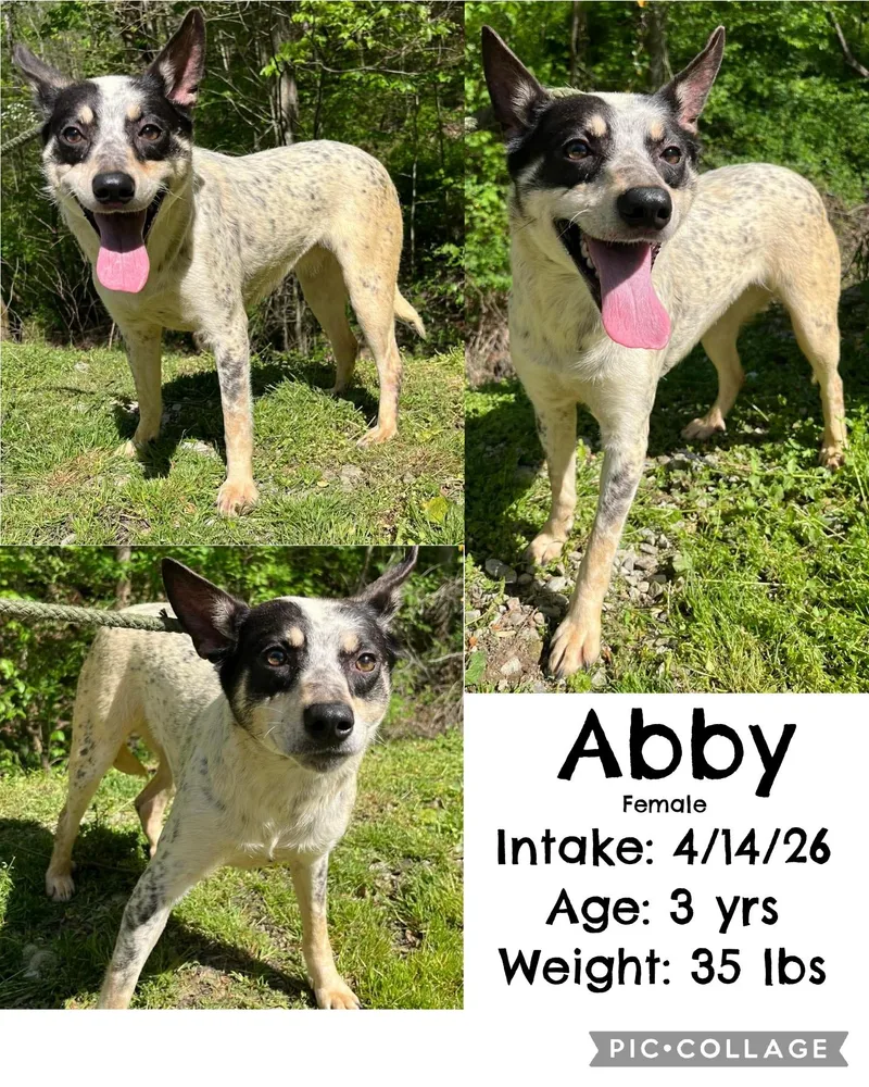 Abby