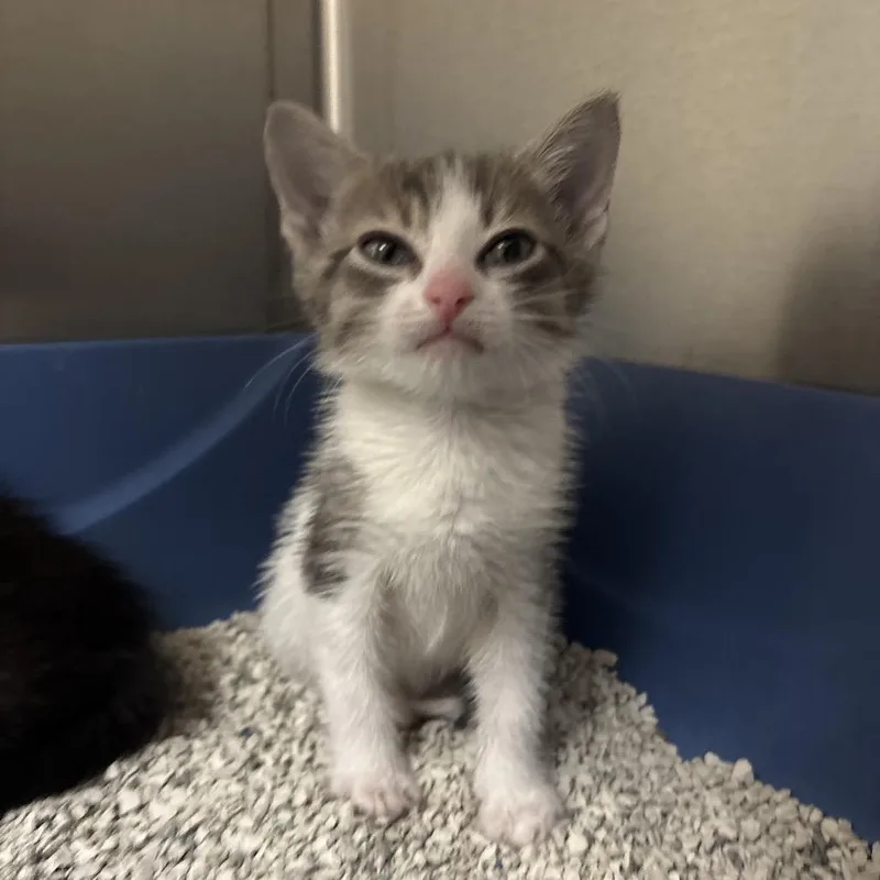 A baby small-sized female Domestic Short Hair cat named Stray Dylan Kirk for adoption in Roxboro, NC