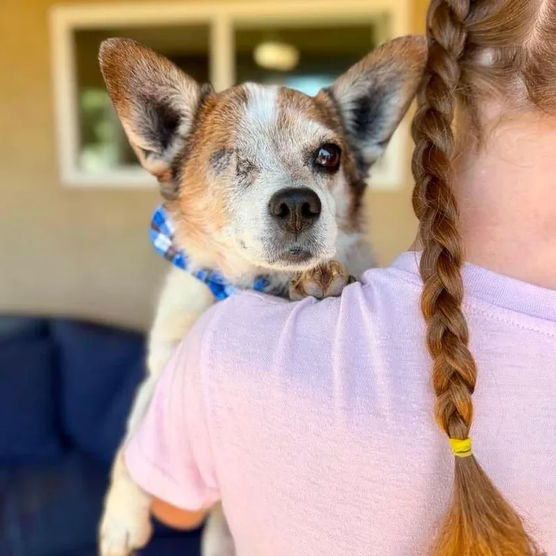 A senior small-sized male Gray / Blue / Silver Chihuahua dog named Cooper for adoption in Ramona, CA