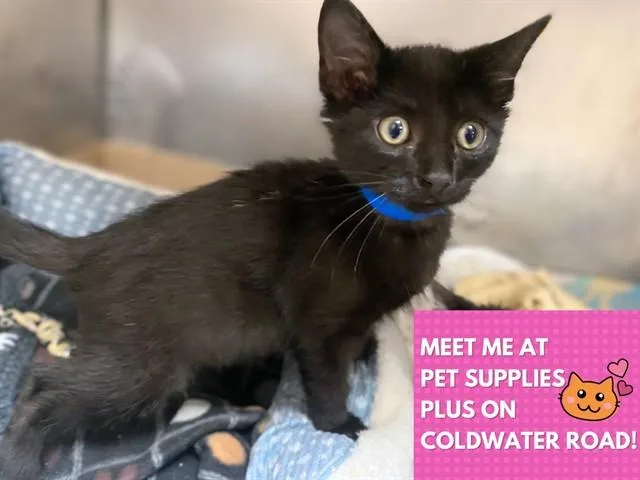 A baby small-sized male Domestic Short Hair cat named Jonathon for adoption in Fort Wayne, IN