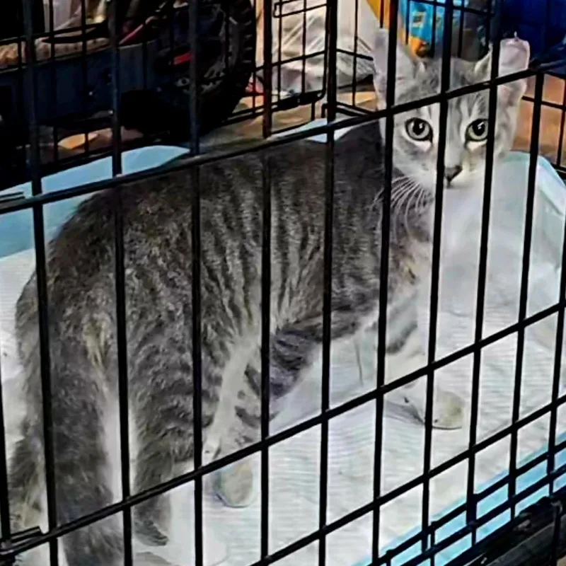 A young small-sized male Gray / Blue / Silver Domestic Short Hair cat named Jaxon for adoption in Costa Mesa, CA