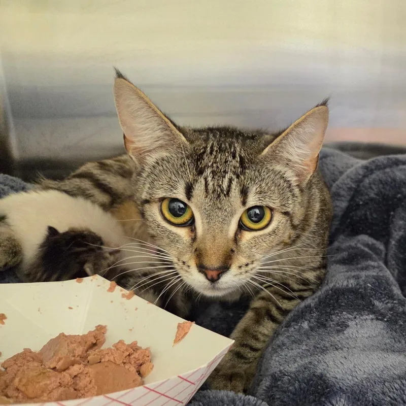 A young medium-sized female Brown / Chocolate Domestic Short Hair cat named Wren for adoption in Chattanooga, TN