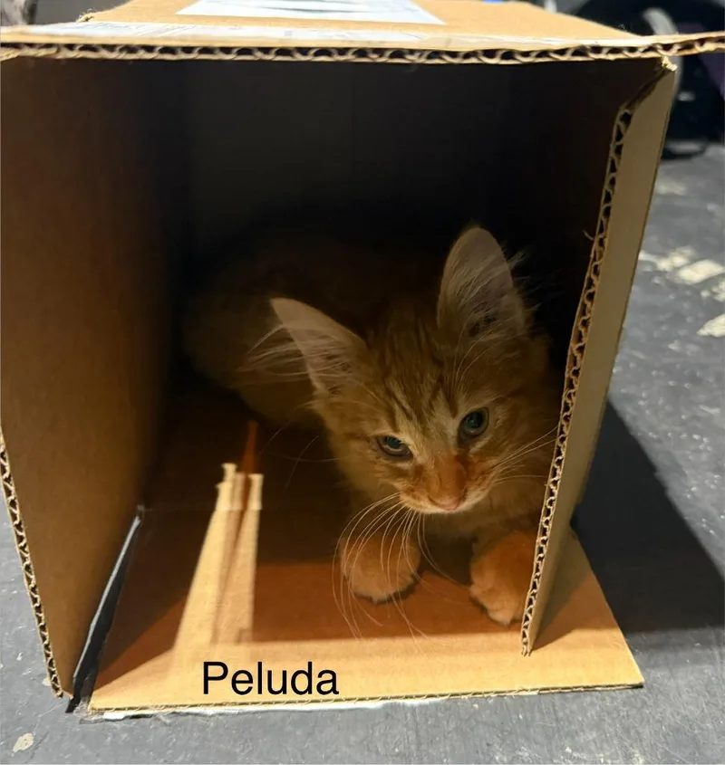 Peluda