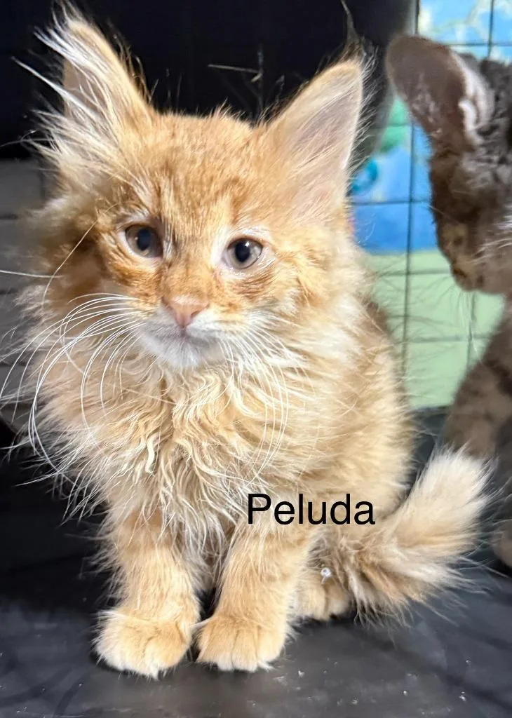 Peluda thumbnail 2