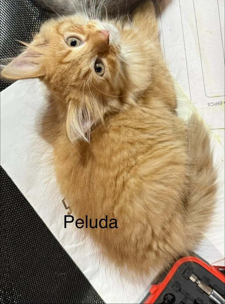 Peluda thumbnail 4