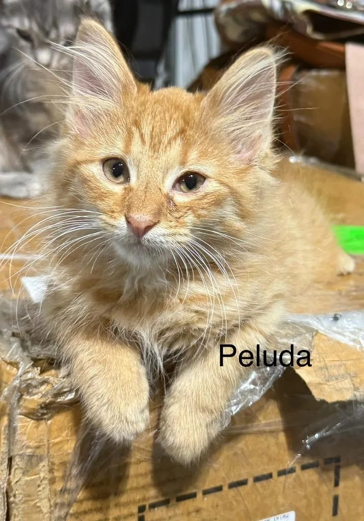 Peluda thumbnail 6