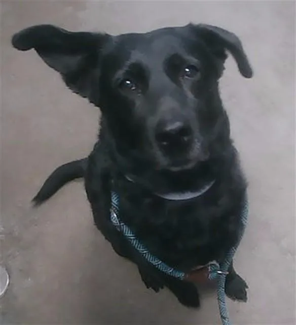 An adult large-sized female Labrador Retriever dog named Evie for adoption in Phoenix, AZ