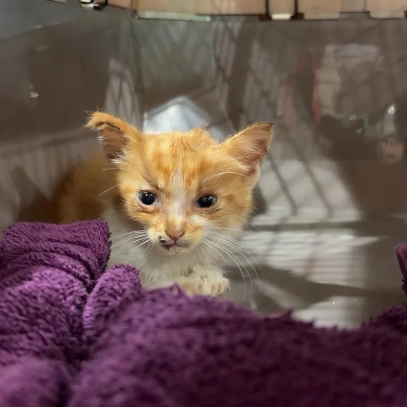 A baby small-sized male Orange / Red Domestic Medium Hair cat named Naranja for adoption in Livingston, TX