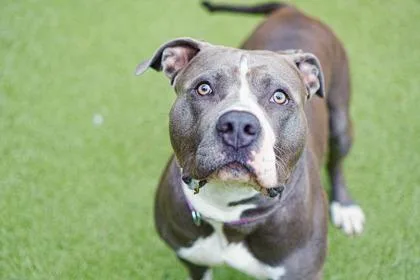 A young small-sized male Pit Bull Terrier dog named Chrome for adoption in Bellevue, WA