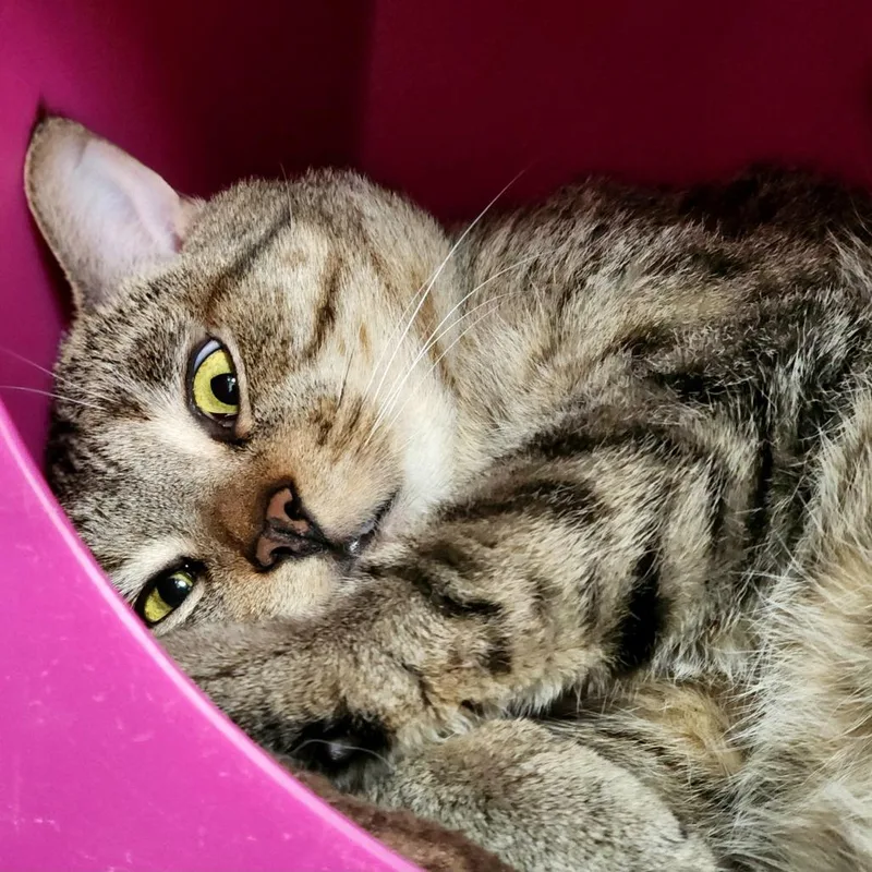 An adult medium-sized male Gray / Blue / Silver Domestic Short Hair cat named Nudge for adoption in Columbus, NC