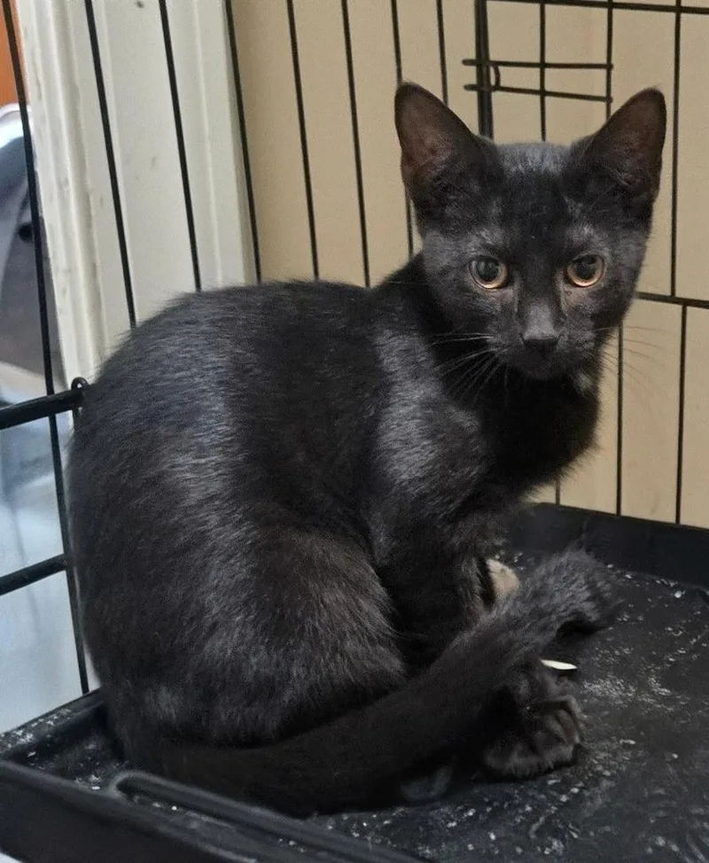 A baby medium-sized female Domestic Short Hair cat named Night for adoption in Evans, GA