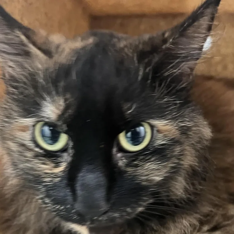 Penelope