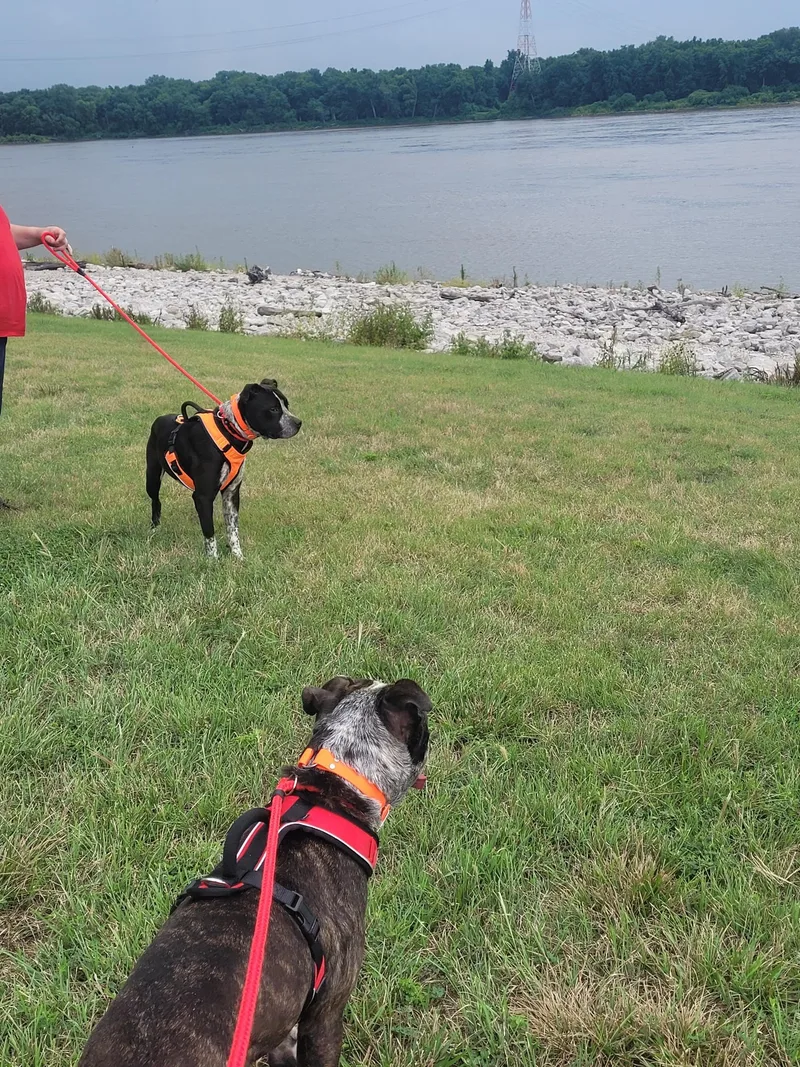 An adult large-sized male American Staffordshire Terrier dog named Oreo for adoption in Farmington, MO
