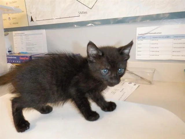 A baby small-sized male Domestic Short Hair cat named Pancit for adoption in San Jose, CA