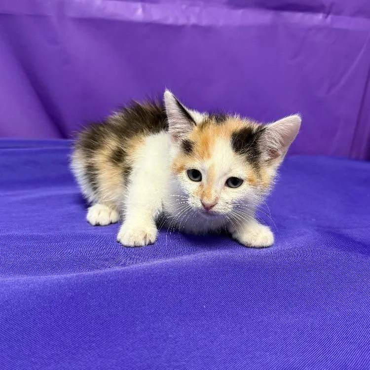 A baby small-sized female Calico Domestic Short Hair cat named Quinlan for adoption in North Myrtle Beach, SC