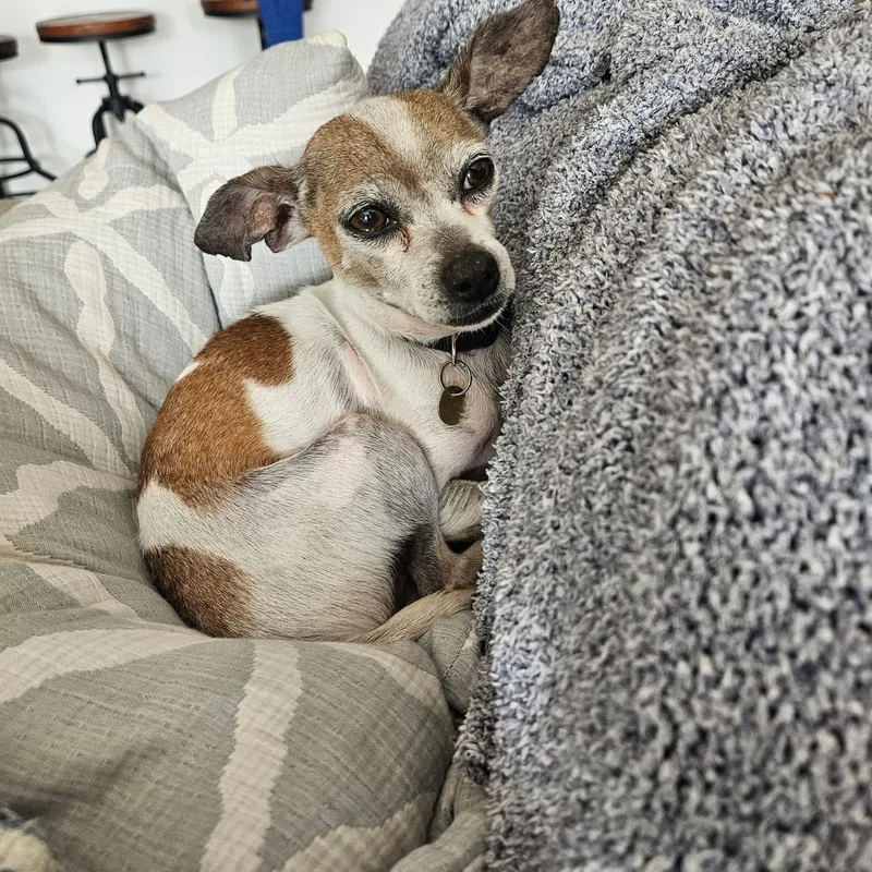 A senior small-sized male Chihuahua dog named Armando for adoption in Houston, TX