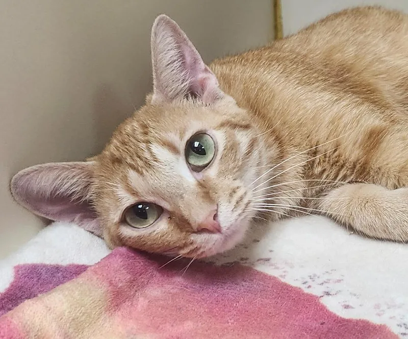 A young small-sized female Domestic Short Hair cat named Winnie for adoption in Little Rock, AR