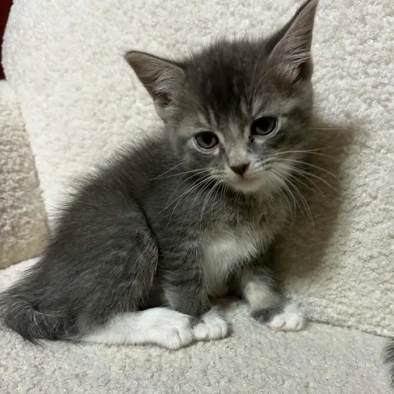 A baby small-sized male Gray / Blue / Silver Domestic Short Hair cat named Chief C for adoption in Princeton, MN