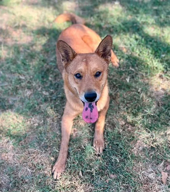 A young large-sized male Shepherd dog named Copper for adoption in Riverside, CA