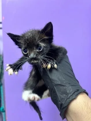 A baby small-sized female Black Domestic Short Hair cat named 61128353 for adoption in El Paso, TX
