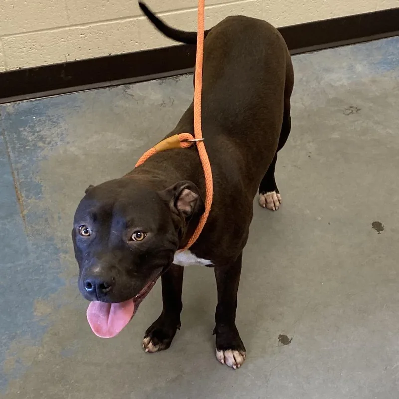 A young small-sized male Black Mixed Breed dog named Grey for adoption in Memphis, TN