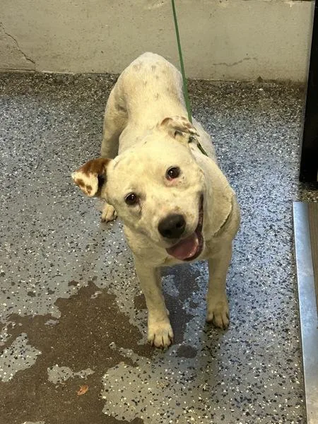An adult large-sized male Pit Bull Terrier dog named Achilles for adoption in Mobile, AL