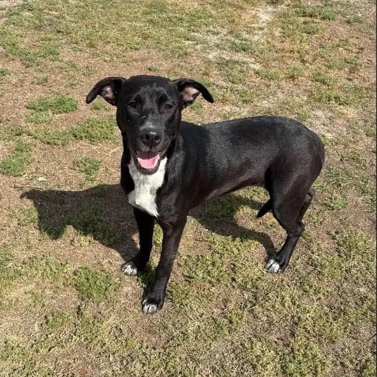 A young medium-sized male Black Labrador Retriever dog named Finn for adoption in Buffalo, MN