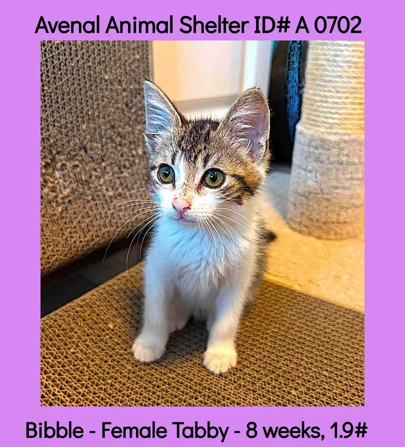 A baby medium-sized female Tabby (Brown / Chocolate) Domestic Short Hair cat named Bibble for adoption in Avenal, CA