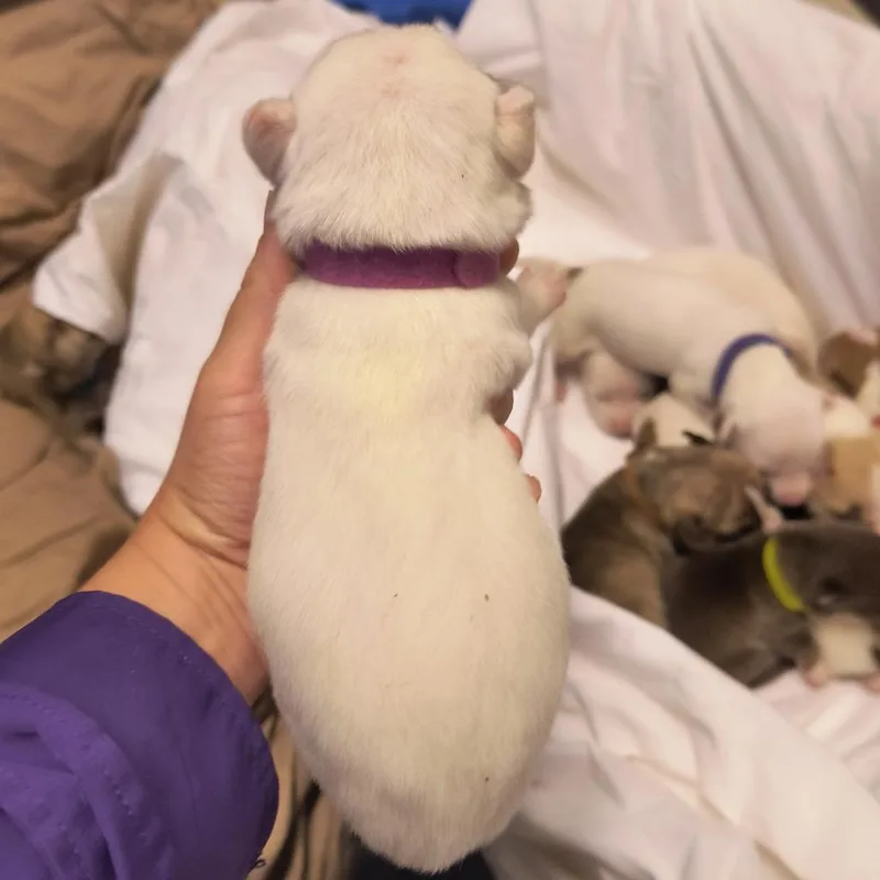 A baby medium-sized female White / Cream Pit Bull Terrier dog named Jasmine for adoption in Austin, TX
