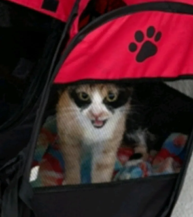 An adult medium-sized female Calico cat named Penny for adoption in Conway, AR