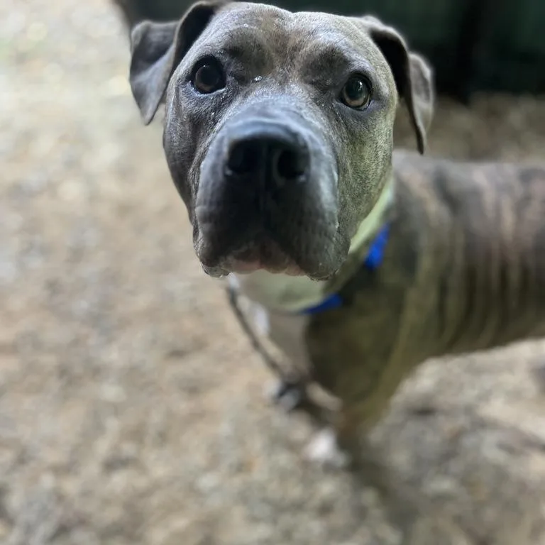 An adult large-sized female Mixed Breed dog named Brandi for adoption in Asheville, NC