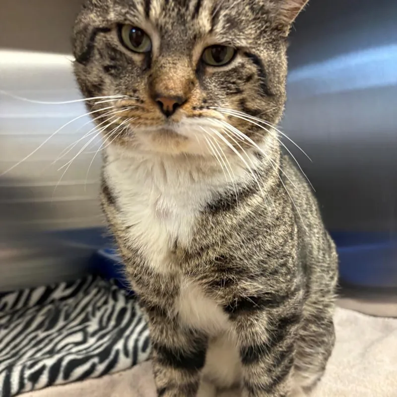 An adult large-sized male Brown / Chocolate Domestic Short Hair cat named Bubba for adoption in East Hanover, NJ