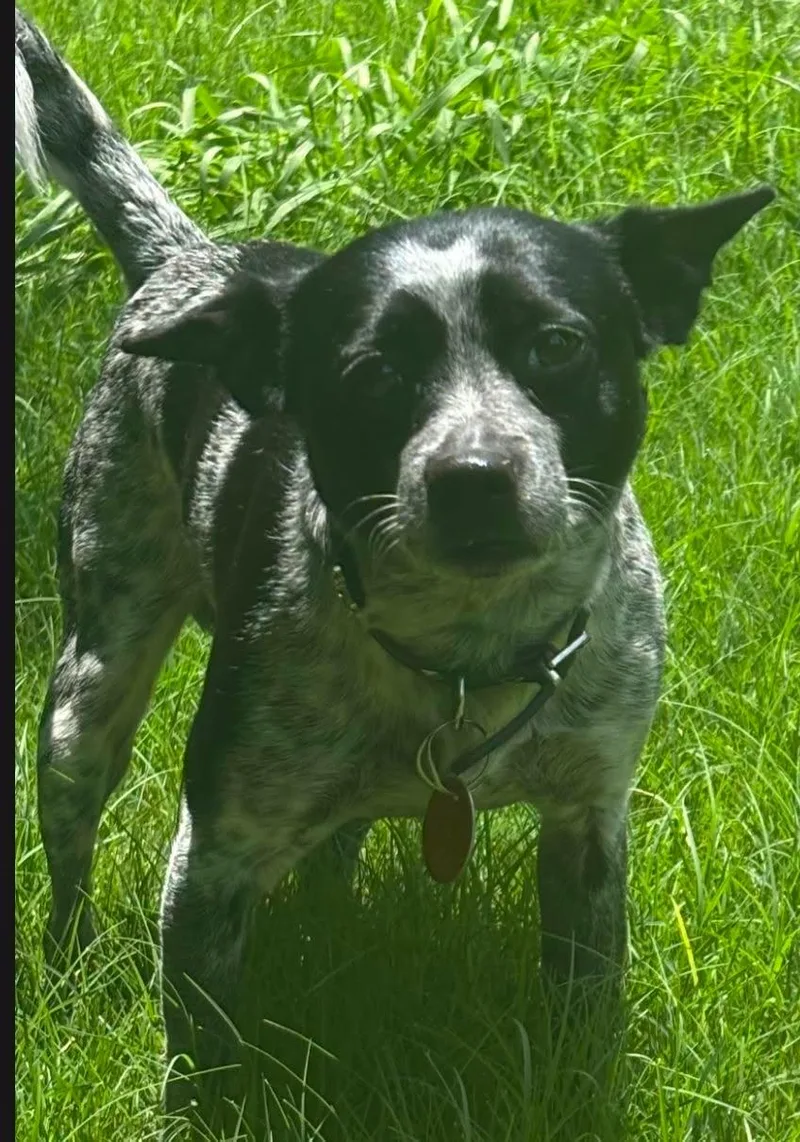 An adult small-sized male Black Rat Terrier dog named Buccee for adoption in Grand Prairie, TX