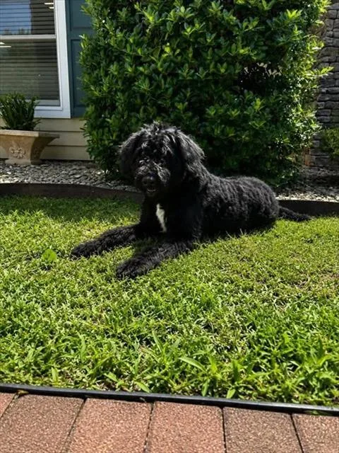 A young large-sized male Poodle dog named Skipper for adoption in Cookeville, TN
