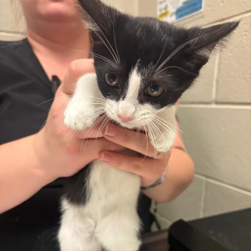 A baby small-sized female Black Domestic Short Hair cat named Cormorant for adoption in Evanston, IL
