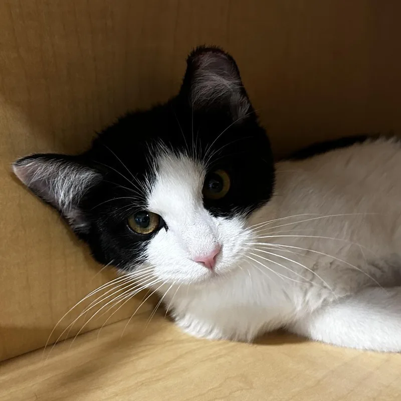 A young small-sized female Black Domestic Short Hair cat named Tuxie for adoption in Washington Township, OH