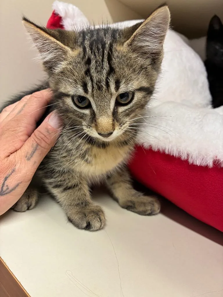 A baby medium-sized male Domestic Short Hair cat named Itzak for adoption in Bloomington, IN