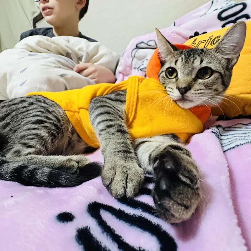 A baby small-sized female Tabby (Brown / Chocolate) Tabby cat named Izzy for adoption in Miami, FL