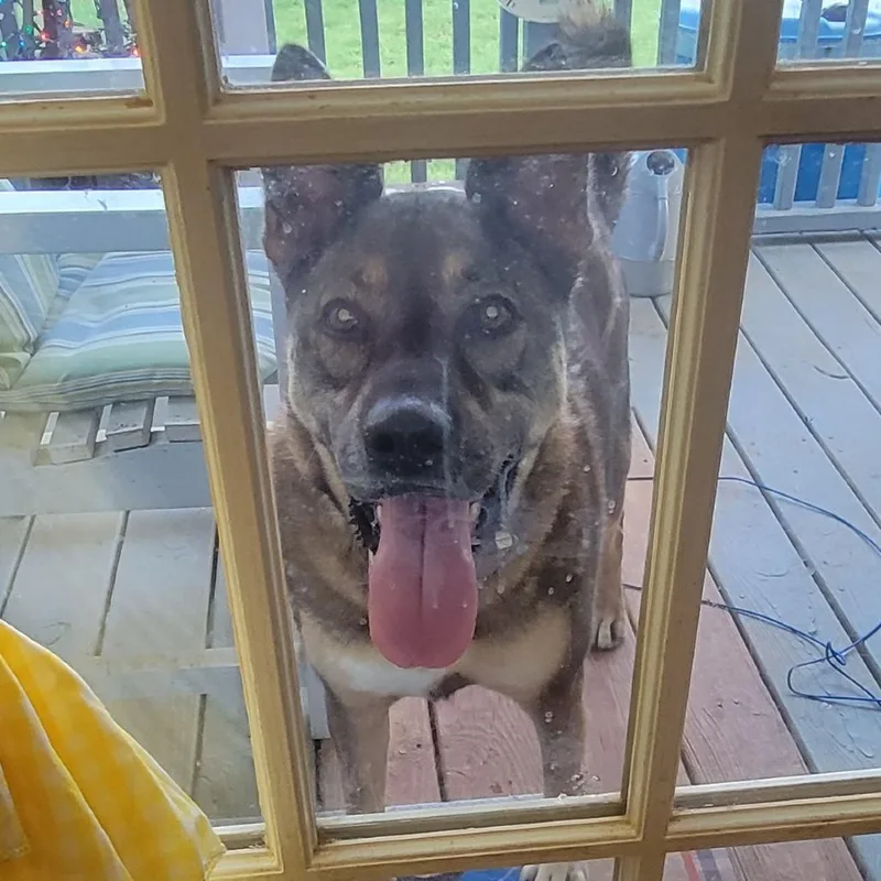 An adult small-sized male Brown / Chocolate Shepherd dog named Roman Aka Rumkake for adoption in Lynchburg, VA