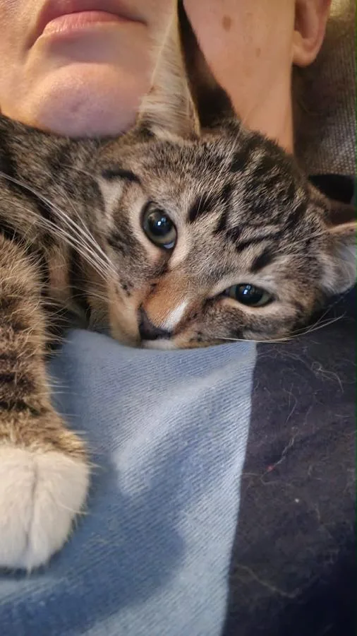 A baby small-sized male Tabby (Buff / Tan / Fawn) Domestic Short Hair cat named Soren for adoption in Brooklyn, NY