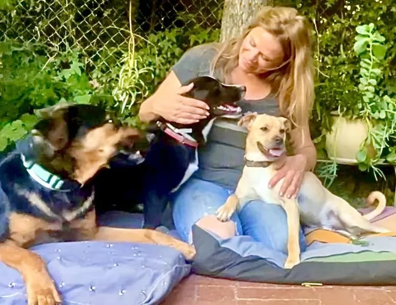 A young medium-sized male Corgi dog named Shorty Video for adoption in Pasadena, CA
