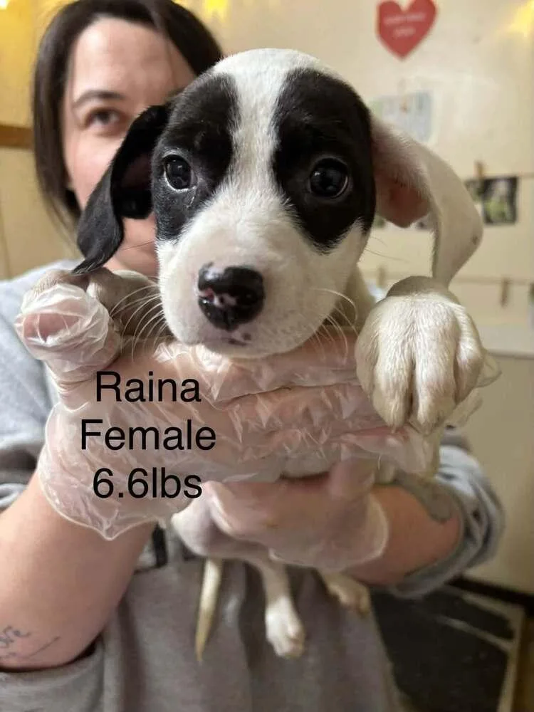 A baby medium-sized female Boxer dog named Johnson Rs : Raina for adoption in Aurora, IN